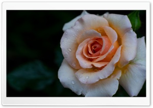 Rose Close Up After Rainfall 4K UHD Wallpaper for Widescreen and UltraWide Desktop, UltraHD TV, Smartphone, Tablet