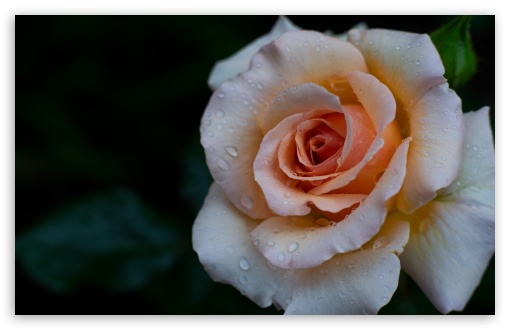 Rose Close Up After Rainfall UltraHD Wallpaper for UHD 16:9 ; HD 16:9 ; UltraWide 21:9 24:10 32:9 32:10 ; Widescreen 16:10 5:3 ; Fullscreen 4:3 5:4 3:2 ; Tablet 1:1 ; Mobile 9:16 9:19.5 9:20 9:21 9:22 10:16 2:3 3:5 3:4 ; Dual 16:10 5:3 16:9 4:3 5:4 3:2 ; Triple 16:10 5:3 16:9 4:3 5:4 3:2 ;