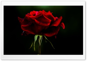 Rose Flower Ultra HD Wallpaper for 4K UHD Widescreen desktop, tablet & smartphone