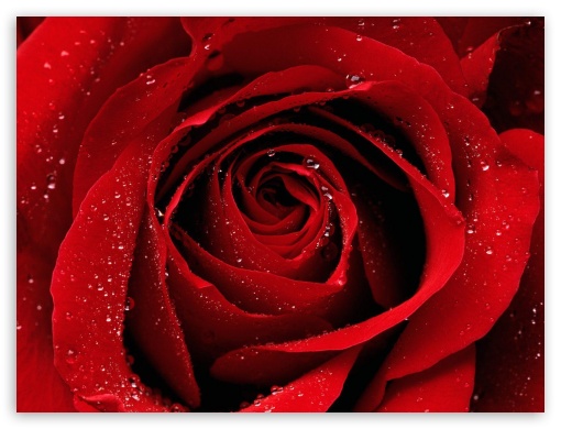 rose flower UltraHD Wallpaper for Standard 4:3 Fullscreen UXGA XGA SVGA ; iPad 1/2/Mini ; Mobile 4:3 - UXGA XGA SVGA ;