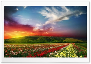 Rose Flower Field Background HD Ultra HD Wallpaper for 4K UHD Widescreen desktop, tablet & smartphone
