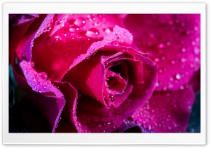 Rose Flower, Magenta Color, Water Drops Ultra HD Wallpaper for 4K UHD Widescreen desktop, tablet & smartphone