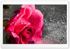 Rose Flower, Water Drops, Bokeh, Macro Ultra HD Wallpaper for 4K UHD Widescreen desktop, tablet & smartphone