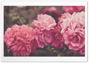 Rose Garden, Vintage Ultra HD Wallpaper for 4K UHD Widescreen desktop, tablet & smartphone