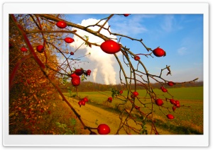 Rose Hips Ultra HD Wallpaper for 4K UHD Widescreen Desktop, Lockscreen, Screensaver, TV, Tablet, Smartphone