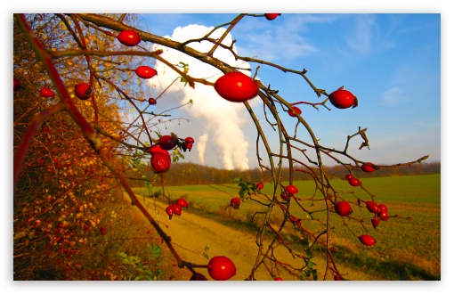 Rose Hips UltraHD Wallpaper for UHD 16:9 ; HD 16:9 ; Widescreen 16:10 5:3 ; Fullscreen 4:3 5:4 3:2 ; Tablet 1:1 ; Mobile 3:5 3:4 ; Dual 4:3 5:4 ;