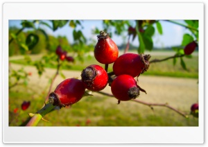 Rose Hips Ultra HD Wallpaper for 4K UHD Widescreen Desktop, Lockscreen, Screensaver, TV, Tablet, Smartphone