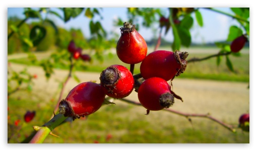 Rose Hips UltraHD Wallpaper for HD 16:9 ;