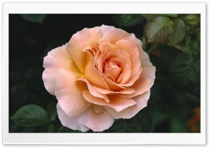 Rose Hybrid Tea Rose Ultra HD Wallpaper for 4K UHD Widescreen desktop, tablet & smartphone