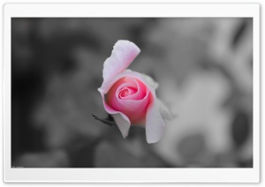 Rose In Dark Ultra HD Wallpaper for 4K UHD Widescreen desktop, tablet & smartphone