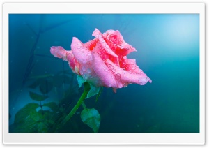 Rose In The Fog Ultra HD Wallpaper for 4K UHD Widescreen desktop, tablet & smartphone