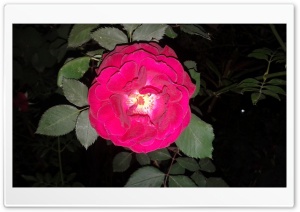 Rose in the night Ultra HD Wallpaper for 4K UHD Widescreen desktop, tablet & smartphone