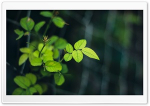 Rose Leaves Ultra HD Wallpaper for 4K UHD Widescreen desktop, tablet & smartphone