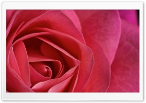 Rose Macro Ultra HD Wallpaper for 4K UHD Widescreen desktop, tablet & smartphone