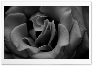 Rose Monochrome Ultra HD Wallpaper for 4K UHD Widescreen desktop, tablet & smartphone