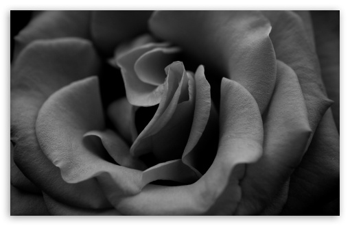 Rose Monochrome Ultra HD Desktop Background Wallpaper for 4K UHD TV ...