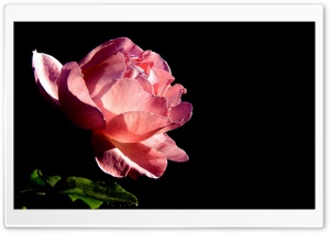 Rose On Black Background Ultra HD Wallpaper for 4K UHD Widescreen desktop, tablet & smartphone