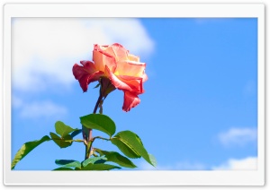 Rose On Blue Sky Background Ultra HD Wallpaper for 4K UHD Widescreen desktop, tablet & smartphone