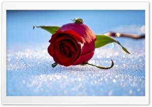 Rose On The Snow Ultra HD Wallpaper for 4K UHD Widescreen desktop, tablet & smartphone
