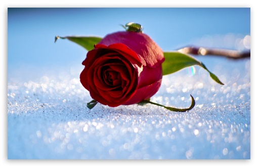 Rose On The Snow UltraHD Wallpaper for Wide 16:10 5:3 Widescreen WHXGA WQXGA WUXGA WXGA WGA ; 8K UHD TV 16:9 Ultra High Definition 2160p 1440p 1080p 900p 720p ; Standard 4:3 5:4 3:2 Fullscreen UXGA XGA SVGA QSXGA SXGA DVGA HVGA HQVGA ( Apple PowerBook G4 iPhone 4 3G 3GS iPod Touch ) ; iPad 1/2/Mini ; Mobile 4:3 5:3 3:2 16:9 5:4 - UXGA XGA SVGA WGA DVGA HVGA HQVGA ( Apple PowerBook G4 iPhone 4 3G 3GS iPod Touch ) 2160p 1440p 1080p 900p 720p QSXGA SXGA ;