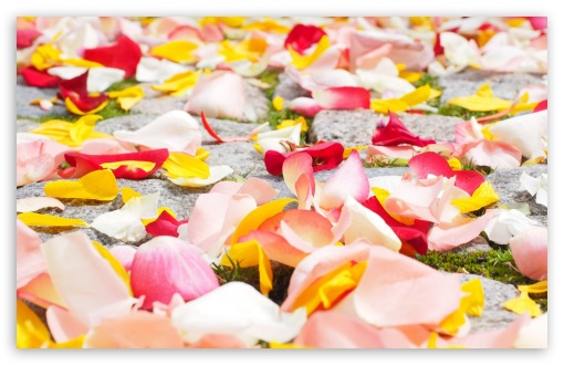 Rose Petals UltraHD Wallpaper for HD 16:9 ; Widescreen 16:10 5:3 ; Fullscreen 4:3 5:4 3:2 ; Tablet 1:1 ; Mobile 3:5 3:4 ;