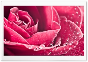 Rose Petals Macro Ultra HD Wallpaper for 4K UHD Widescreen desktop, tablet & smartphone