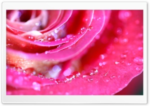 Rose Petals Macro Ultra HD Wallpaper for 4K UHD Widescreen desktop, tablet & smartphone