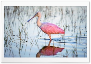 Roseate Spoonbill Platalea ajaja Pink Water Bird Ultra HD Wallpaper for 4K UHD Widescreen desktop, tablet & smartphone