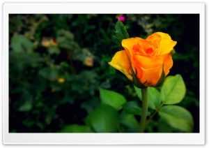 Rosebud Ultra HD Wallpaper for 4K UHD Widescreen desktop, tablet & smartphone