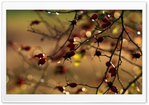 Rosehips Branches Ultra HD Wallpaper for 4K UHD Widescreen desktop, tablet & smartphone