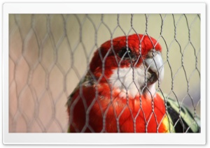 Rosella in Jail Ultra HD Wallpaper for 4K UHD Widescreen Desktop, Lockscreen, Screensaver, TV, Tablet, Smartphone