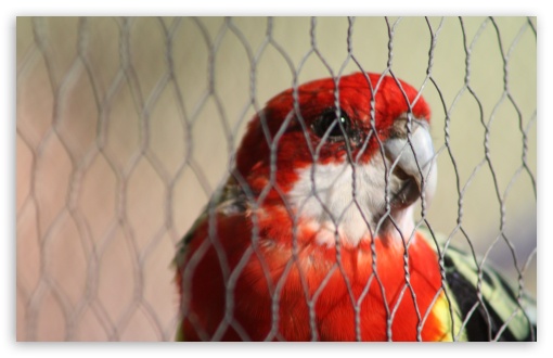 Rosella in Jail UltraHD Wallpaper for UHD 16:9 ; HD 16:9 ; Widescreen 16:10 ; Fullscreen 5:4 3:2 ;