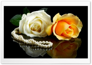 roses 4K UHD Wallpaper for Widescreen and UltraWide Desktop, UltraHD TV, Smartphone, Tablet