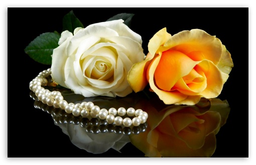 roses UltraHD Wallpaper for Widescreen 16:10 ;