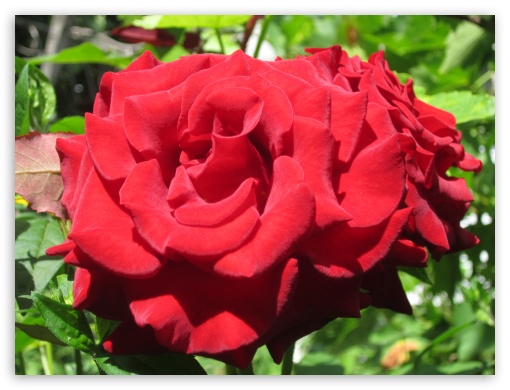 roses UltraHD Wallpaper for Fullscreen 4:3 ;