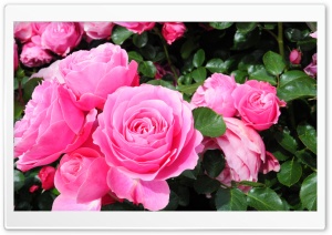 Roses are PINK Ultra HD Wallpaper for 4K UHD Widescreen desktop, tablet & smartphone