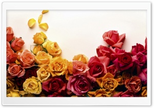 Roses Background Ultra HD Wallpaper for 4K UHD Widescreen desktop, tablet & smartphone