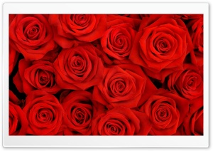Roses Batch Ultra HD Wallpaper for 4K UHD Widescreen desktop, tablet & smartphone