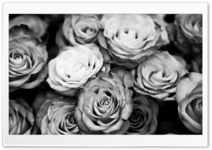 Roses Black And White Ultra HD Wallpaper for 4K UHD Widescreen desktop, tablet & smartphone
