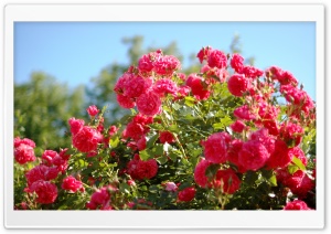 Roses Bush Ultra HD Wallpaper for 4K UHD Widescreen desktop, tablet & smartphone