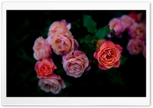Roses, Flowers, Contrast, Dark 4K UHD Wallpaper for Widescreen and UltraWide Desktop, UltraHD TV, Smartphone, Tablet