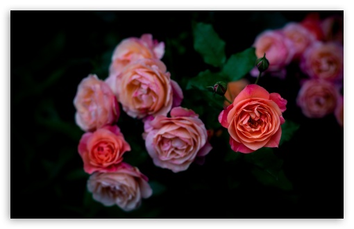 Roses, Flowers, Contrast, Dark UltraHD Wallpaper for UHD 16:9 ; HD 16:9 ; UltraWide 21:9 24:10 32:9 32:10 ; Widescreen 16:10 5:3 ; Fullscreen 4:3 5:4 3:2 ; Tablet 1:1 ; Mobile 9:16 9:19.5 9:20 9:21 9:22 10:16 2:3 3:5 3:4 ; Dual 16:10 5:3 16:9 4:3 5:4 3:2 ;