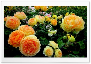Roses Garden Ultra HD Wallpaper for 4K UHD Widescreen desktop, tablet & smartphone