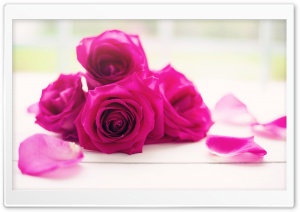 Roses Good Morning Ultra HD Wallpaper for 4K UHD Widescreen desktop, tablet & smartphone