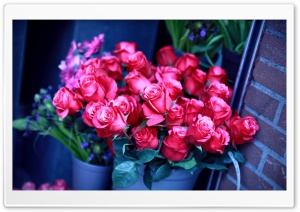 Roses In A Vase Ultra HD Wallpaper for 4K UHD Widescreen desktop, tablet & smartphone