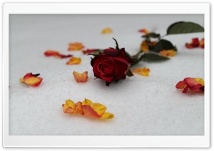 Roses In Snow Ultra HD Wallpaper for 4K UHD Widescreen desktop, tablet & smartphone