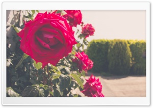 Roses in Summer Ultra HD Wallpaper for 4K UHD Widescreen desktop, tablet & smartphone