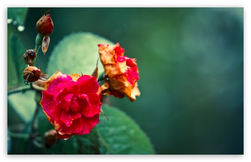 Roses In The Rain UltraHD Wallpaper for UHD 16:9 ; HD 16:9 ; UltraWide 32:9 32:10 ; Widescreen 16:10 5:3 ; Fullscreen 4:3 5:4 3:2 ; Tablet 1:1 ; Mobile 3:5 3:4 ; Dual 16:10 5:3 16:9 4:3 5:4 ;