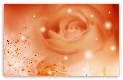 Roses Magic 7 UltraHD Wallpaper for HD 16:9 ; Widescreen 16:10 5:3 ; Fullscreen 4:3 5:4 3:2 ;