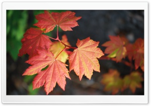Rosy Leaves Ultra HD Wallpaper for 4K UHD Widescreen desktop, tablet & smartphone